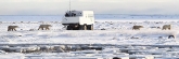 Manitoba_Churchill_PolarBears_1489 Panorama_m_6300